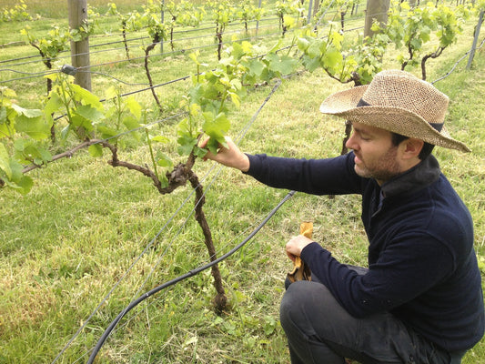 From sommelier to wine producer