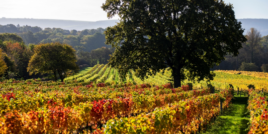 Nutbourne Vineyard Autumn Harvest Q&A