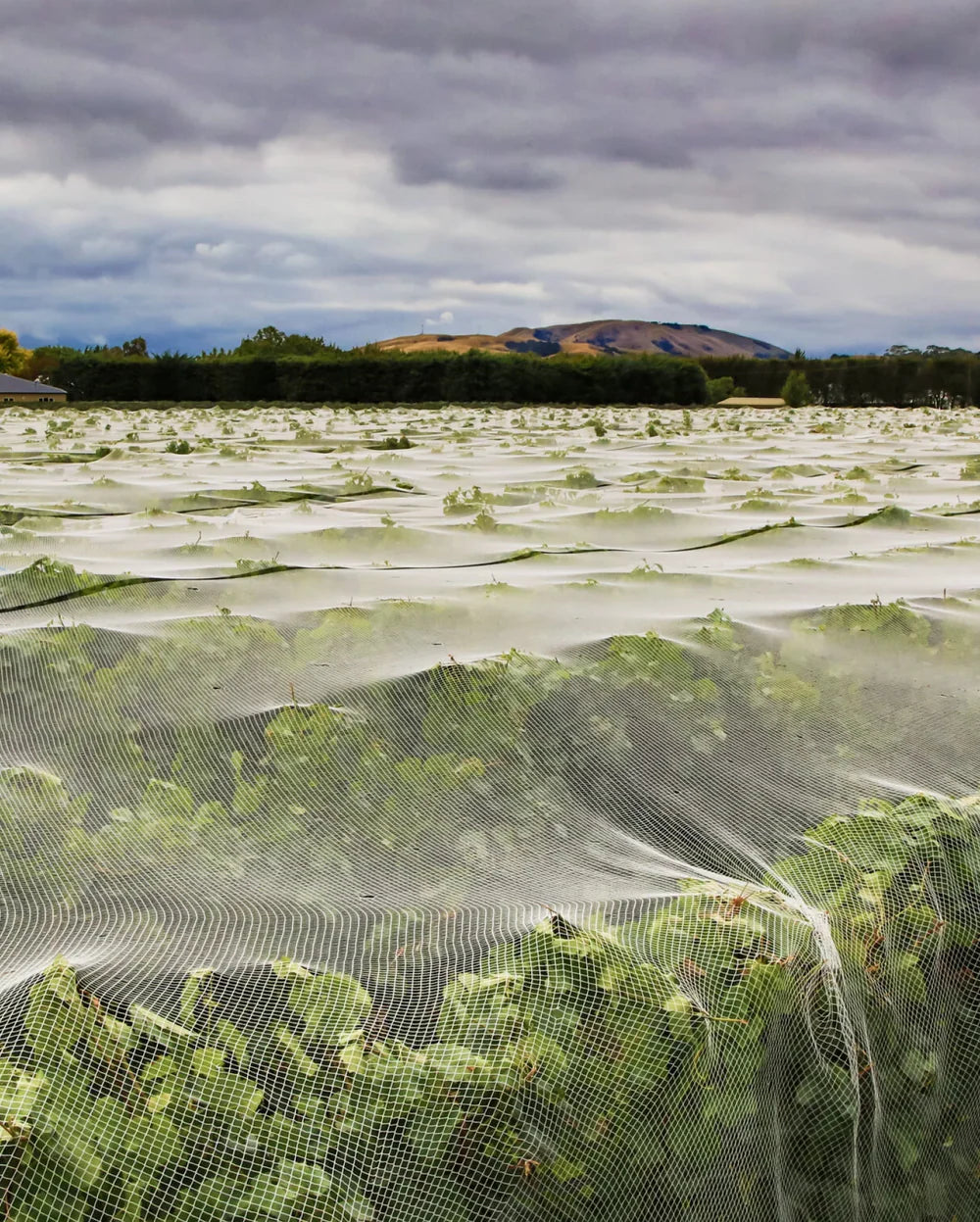 Wineyard  at Ata Rangi Wines covered in netting against a dark sky and mountains in the distance